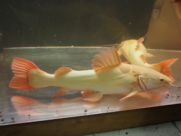 プラチナ（スケルトン）レッドテールキャット±40cm - 魚類、水生生物