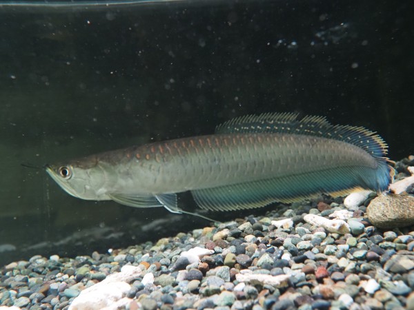 古代魚 大型魚 東京都 北区のアクアリウムショップ ツーウェイ